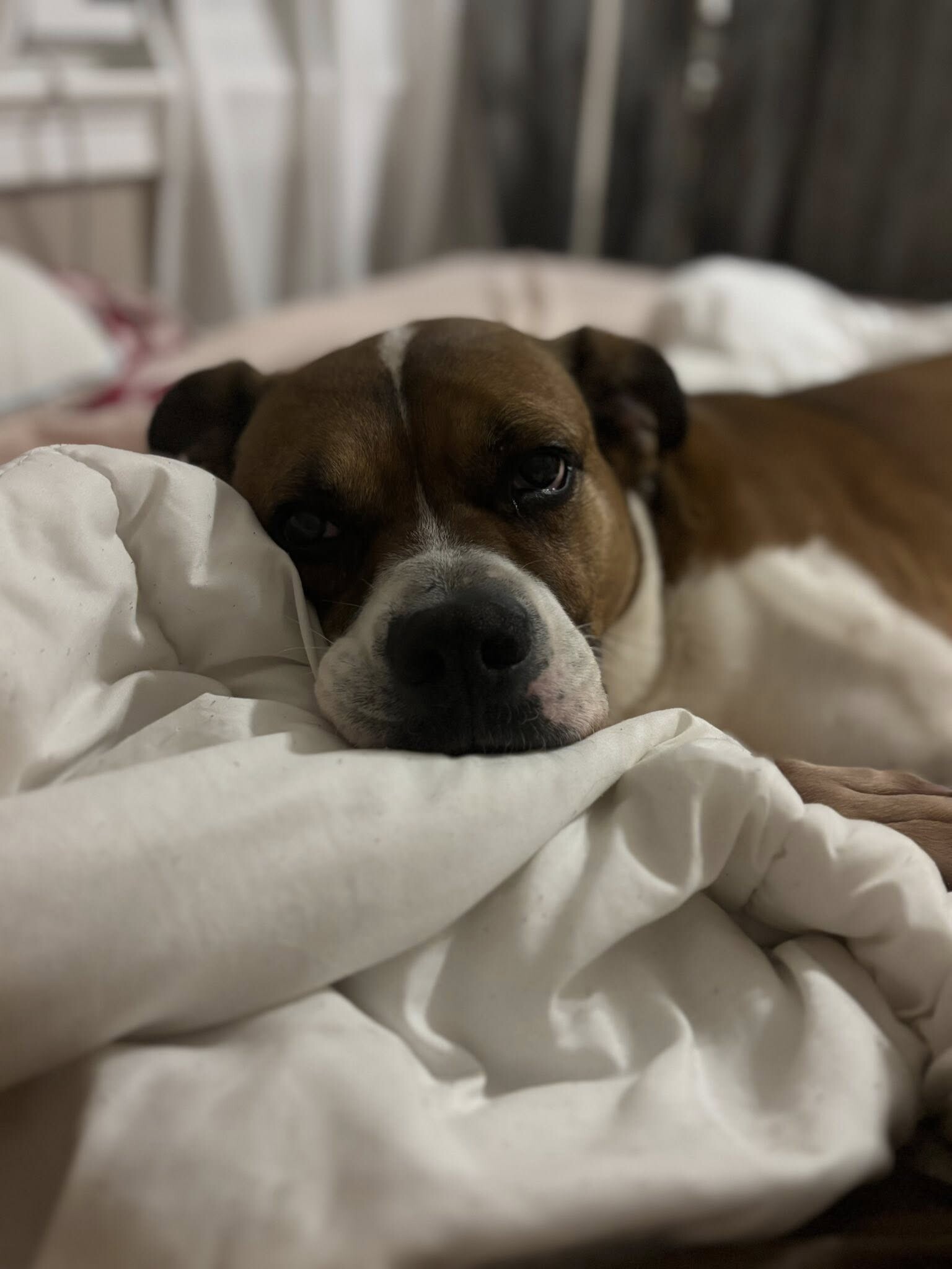 View Donny the Dog Photo #13