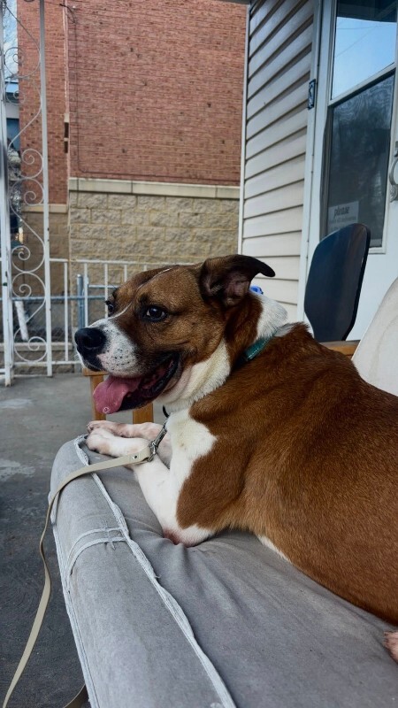 View Donny the Dog Photo #3