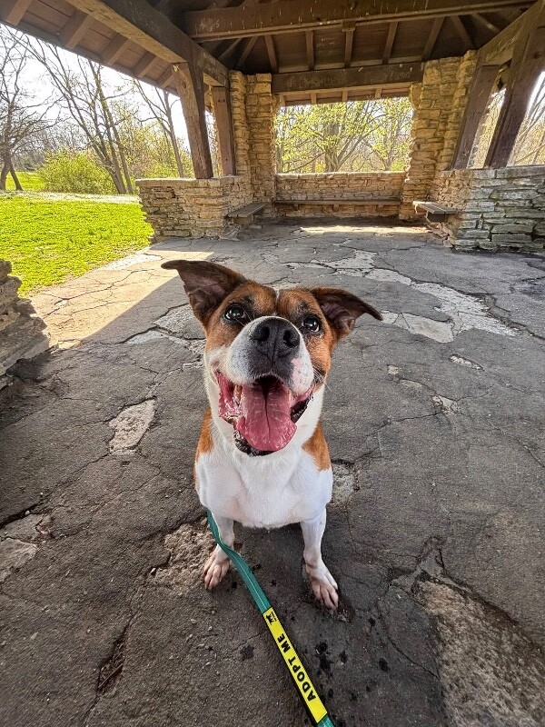 View Donny the Dog Photo #4