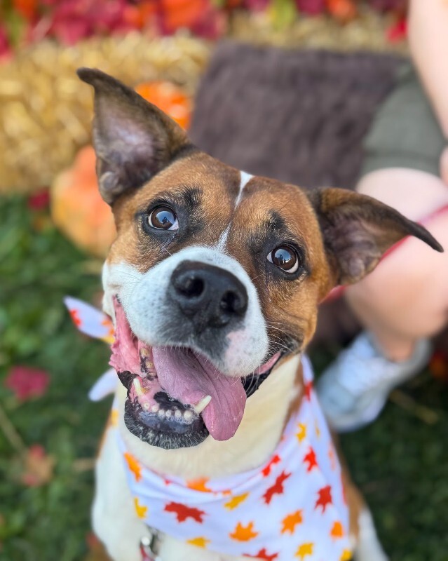 View Donny the Dog Photo #3