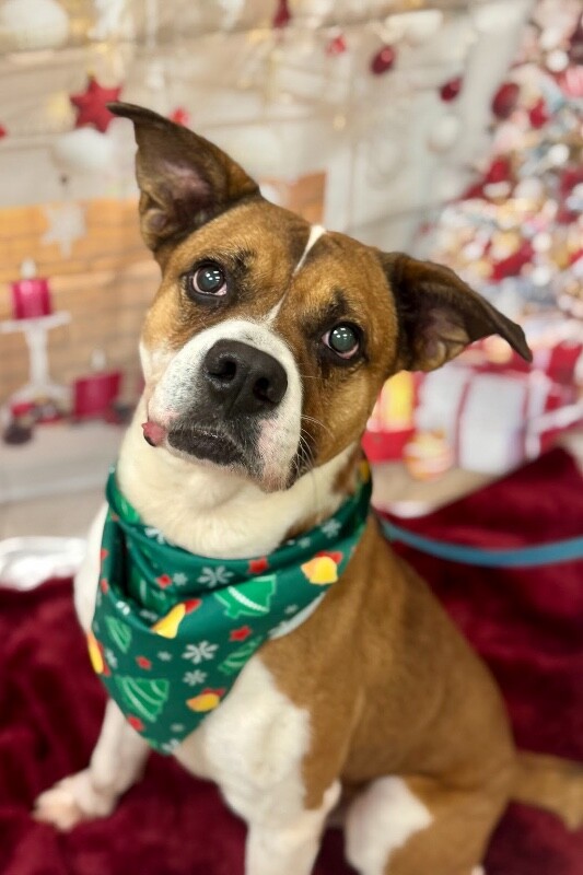 View Donny the Dog Photo #8