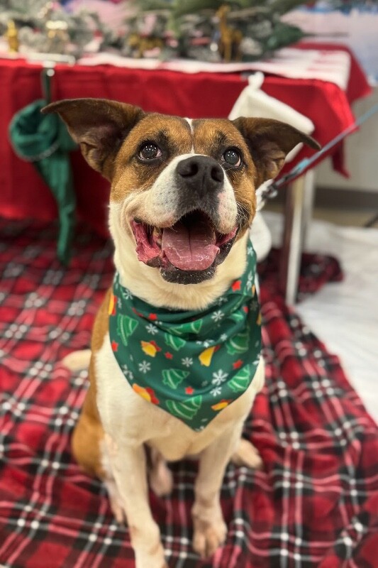 View Donny the Dog Photo #2