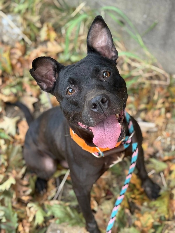 View Poppi the Dog Photo #4