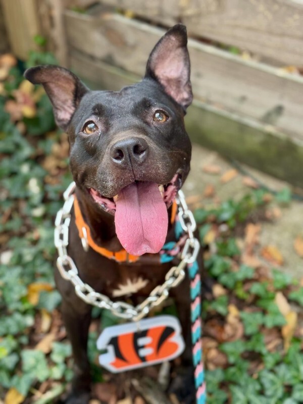 View Poppi the Dog Photo #5