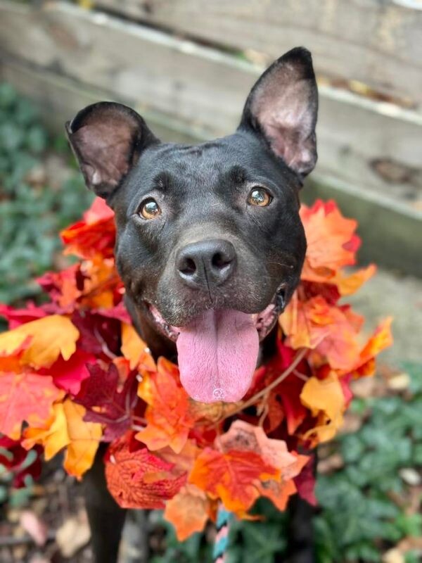 View Poppi the Dog Photo #3