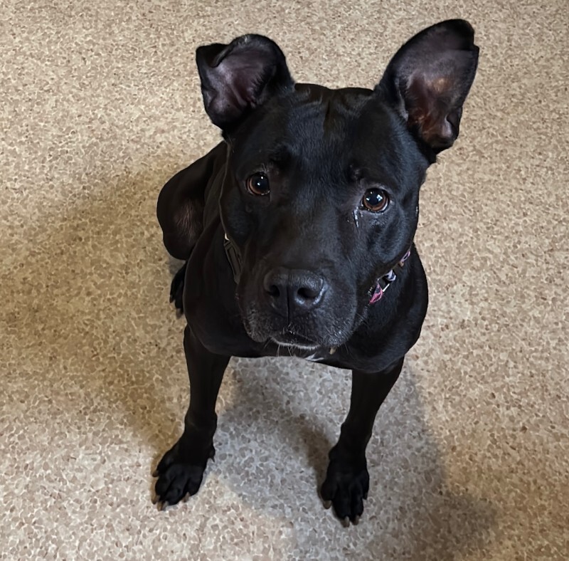 View Poppi the Dog Photo #8