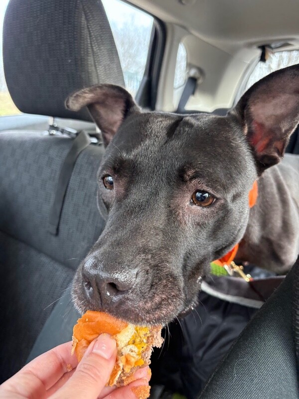 View Poppi the Dog Photo #11