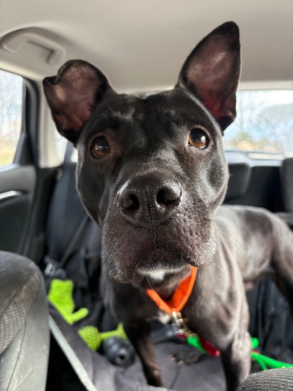 View Poppi the Dog Photo #8