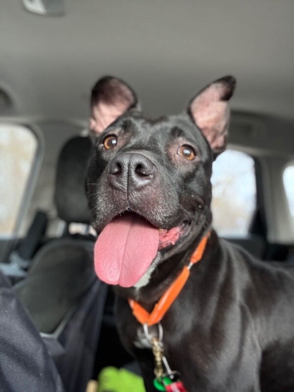 View Poppi the Dog Photo #2