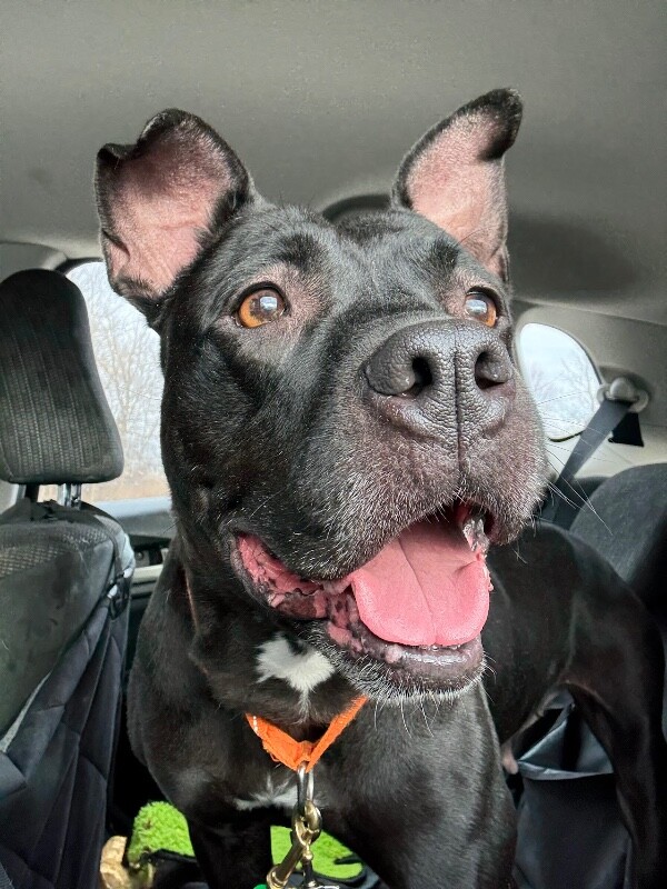 View Poppi the Dog Photo #10