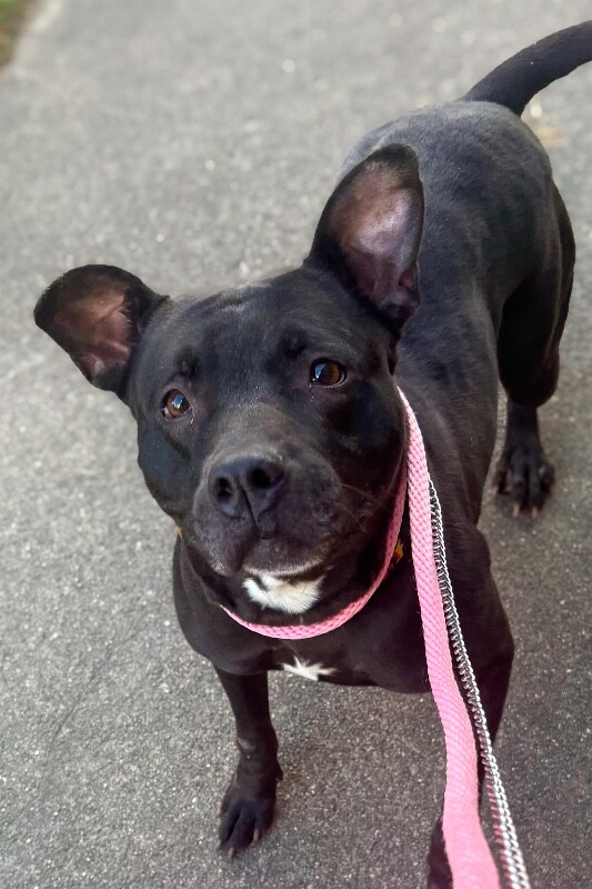 View Poppi the Dog Photo #12