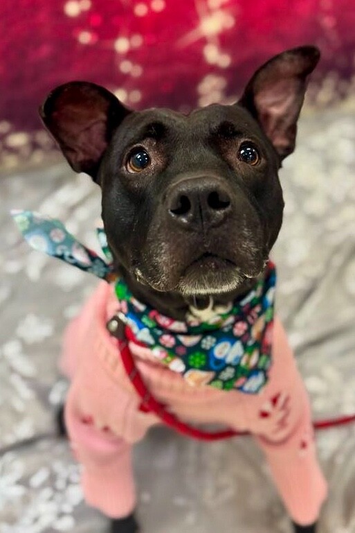 View Poppi the Dog Photo #7