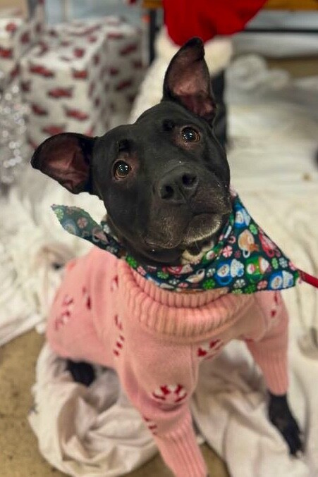 View Poppi the Dog Photo #6