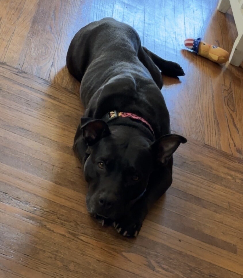 View Poppi the Dog Photo #5