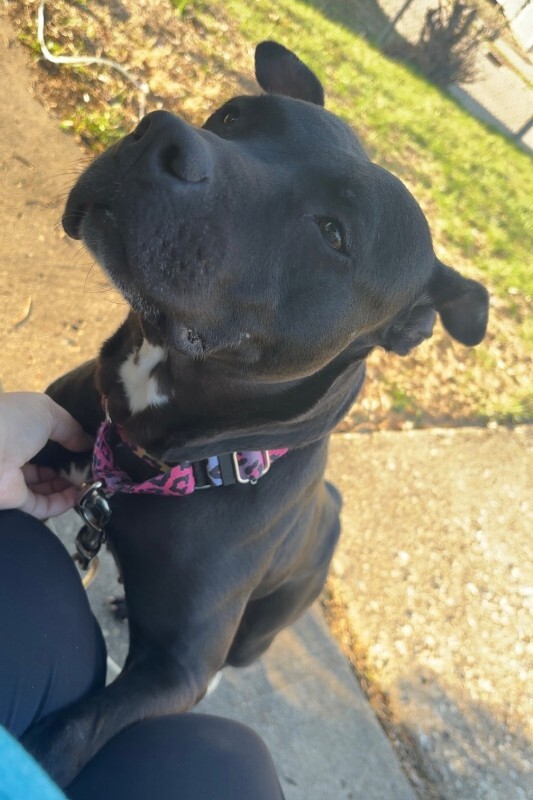 View Poppi the Dog Photo #10