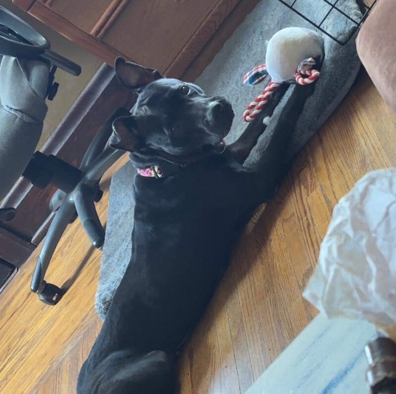 View Poppi the Dog Photo #14