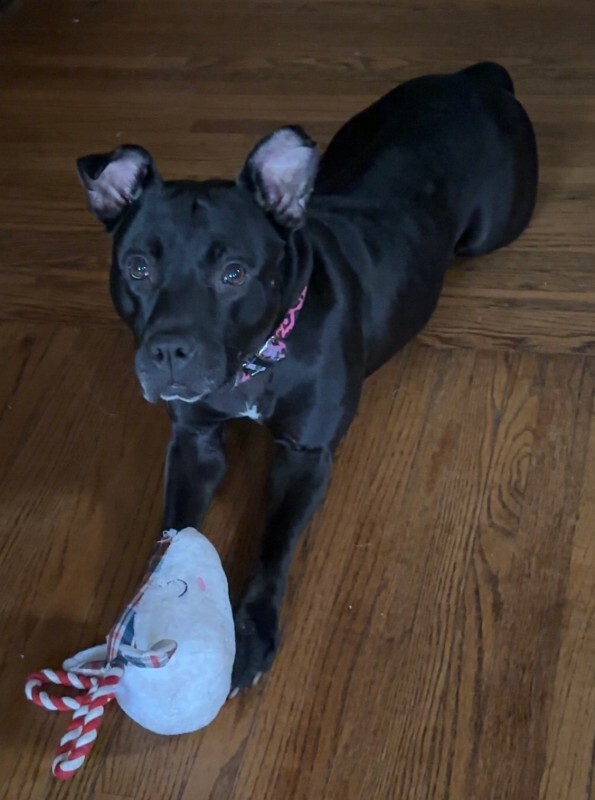 View Poppi the Dog Photo #9