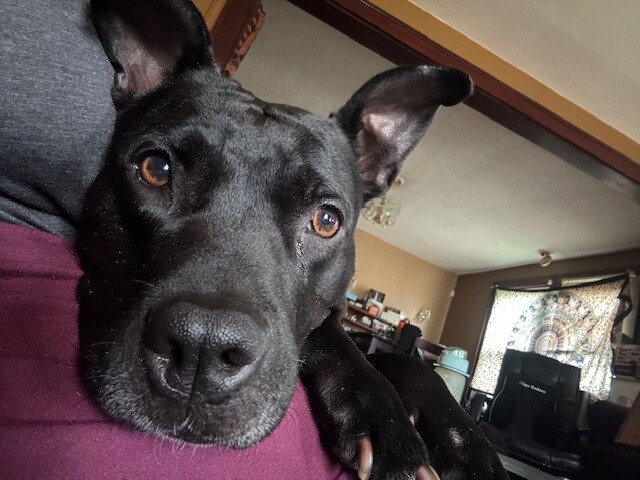 View Poppi the Dog Photo #15