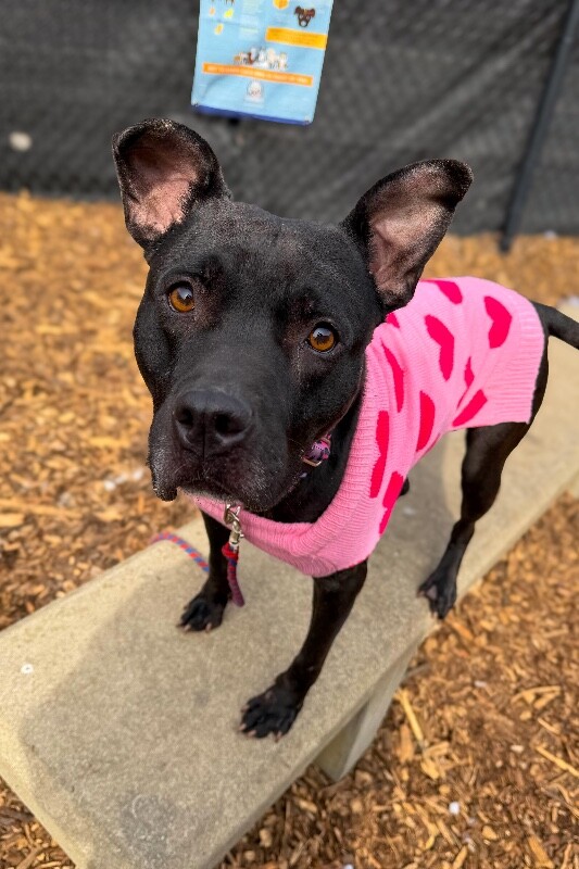 View Poppi the Dog Photo #2