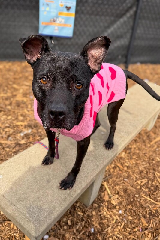 View Poppi the Dog Photo #6