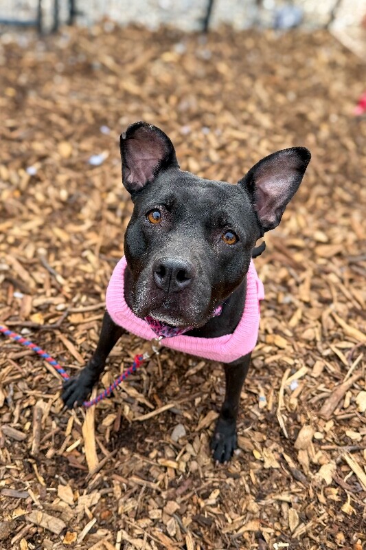 View Poppi the Dog Photo #3