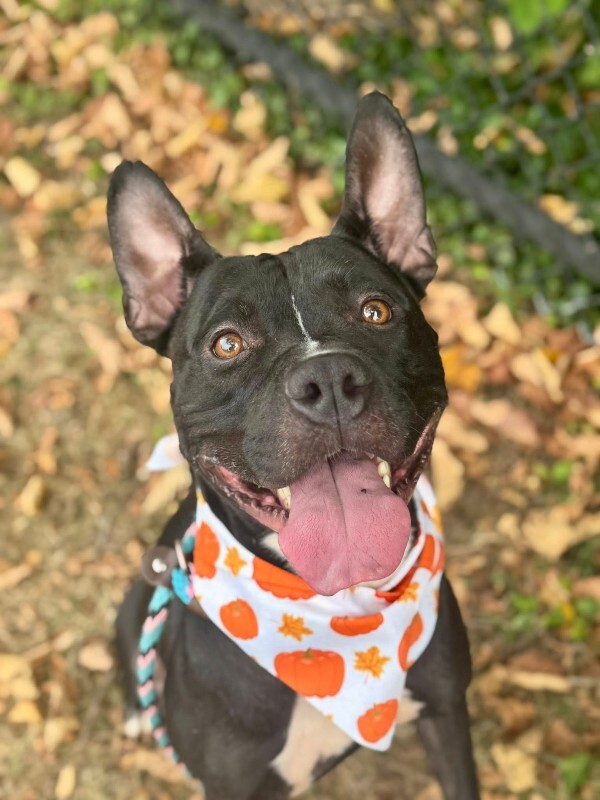 View Kipp the Dog Photo #9