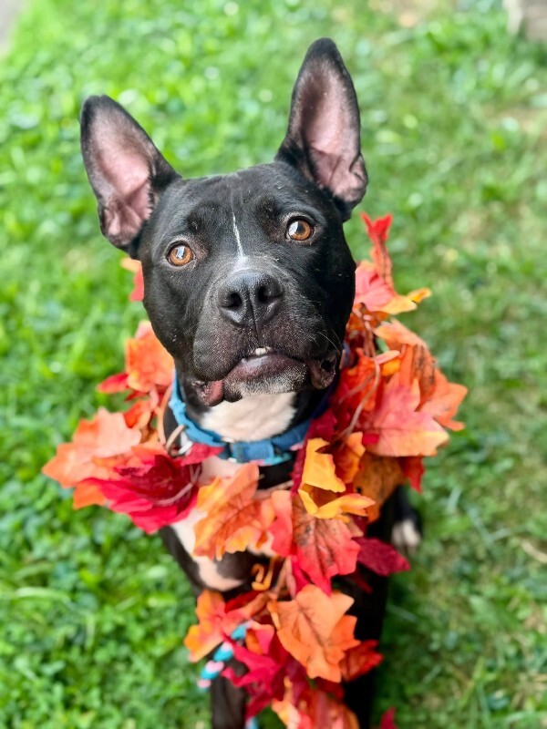 View Kipp the Dog Photo #6