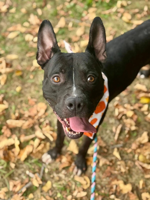 View Kipp the Dog Photo #7