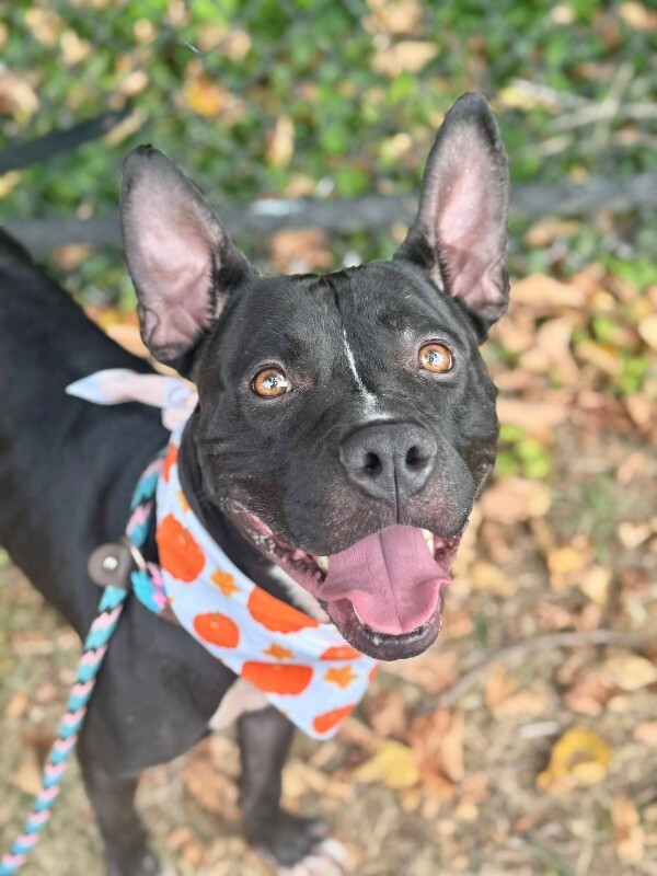 View Kipp the Dog Photo #8