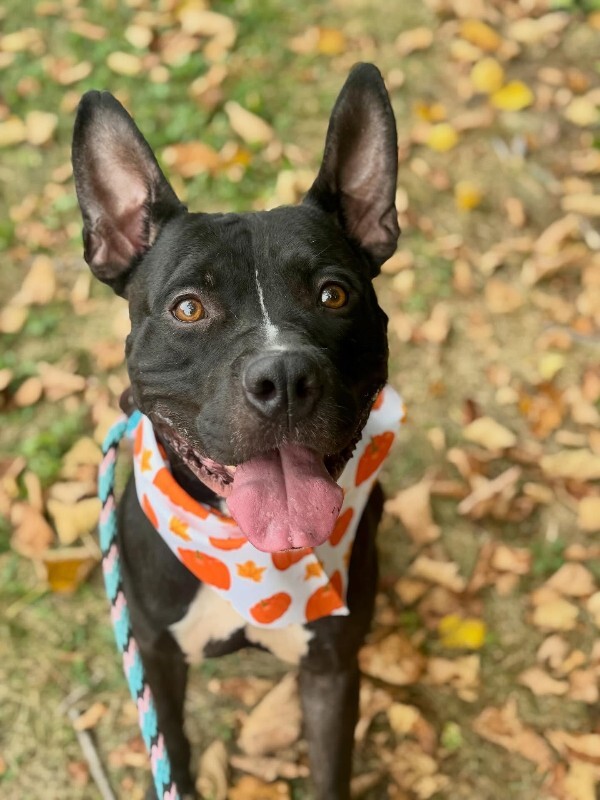 View Kipp the Dog Photo #5