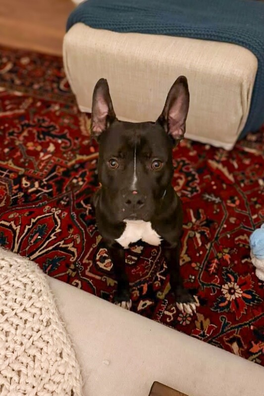 View Kipp the Dog Photo #4