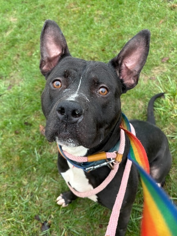 View Kipp the Dog Photo #3