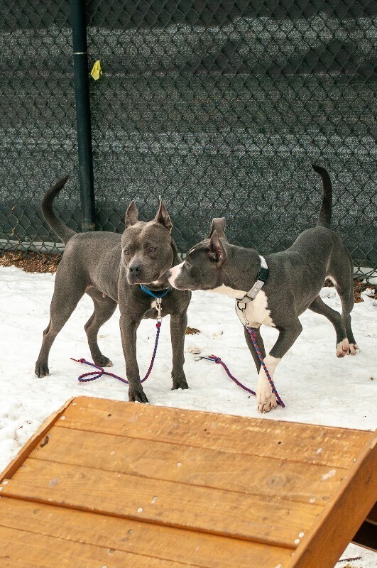 View Jax the Dog Photo #2