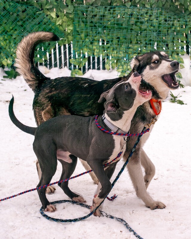 View Jax the Dog Photo #3