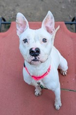 View Jericho the Dog Photo #6