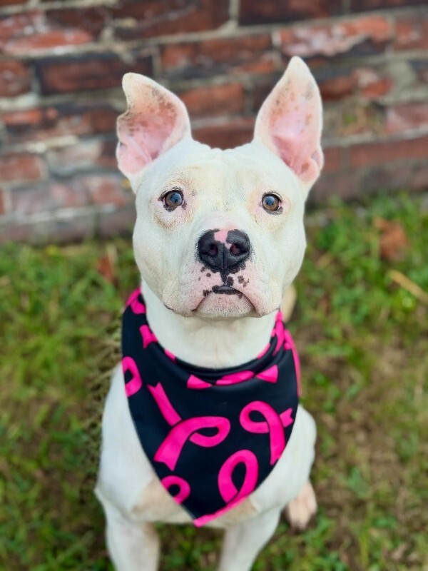 565358746 17920296435174954 1205519482111961465 n