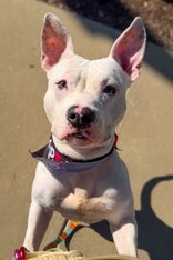 View Jericho the Dog Photo #9