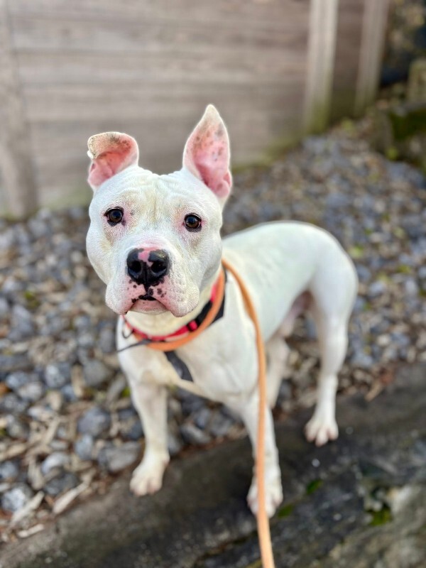 View Jericho the Dog Photo #3