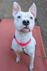 View Jericho the Dog Photo #7