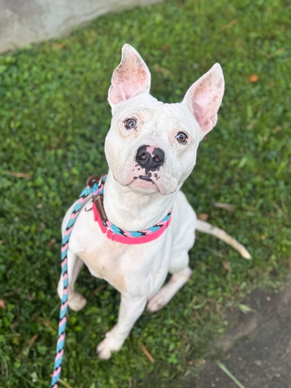 View Jericho the Dog Photo #2