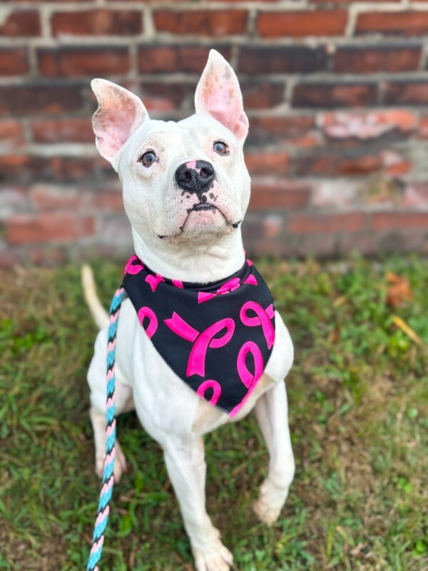 View Jericho the Dog Photo #4