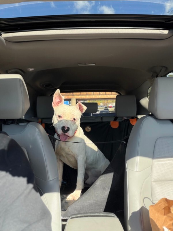 View Jericho the Dog Photo #16