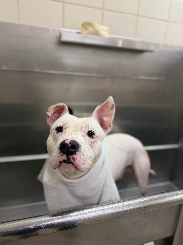 View Jericho the Dog Photo #10