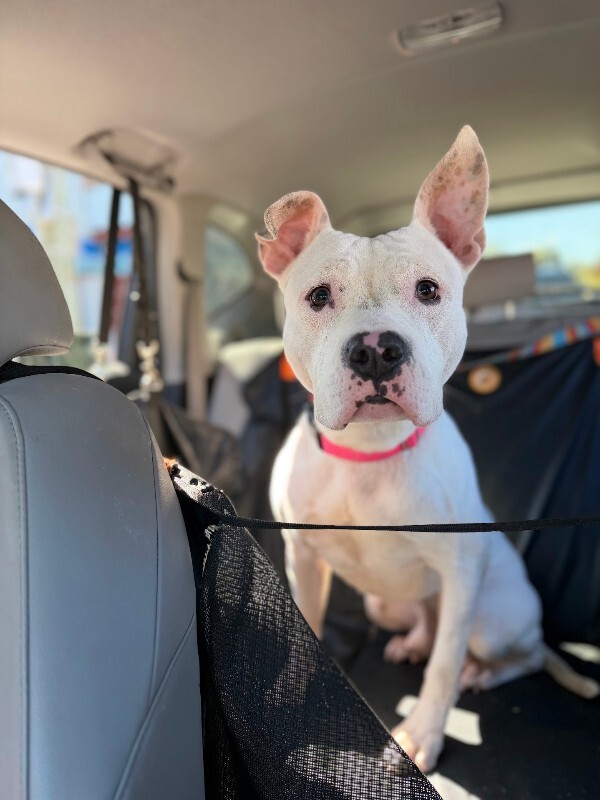 View Jericho the Dog Photo #14