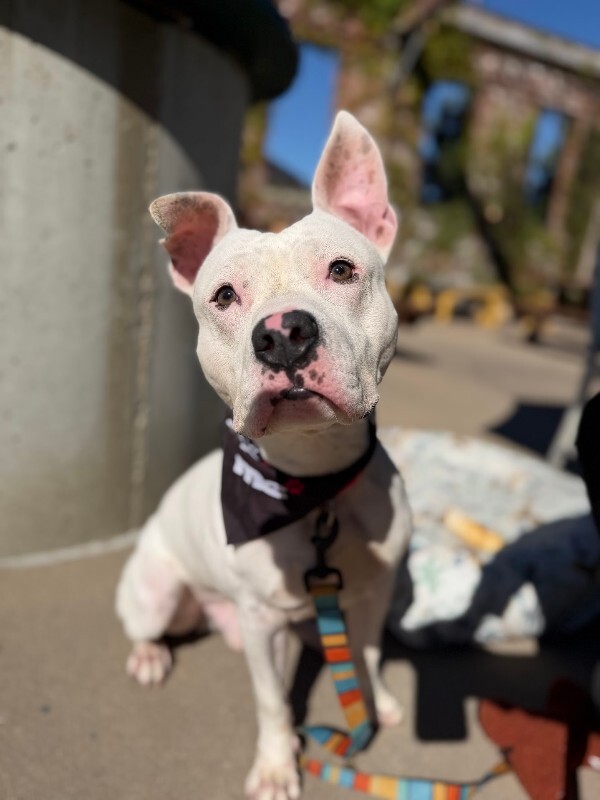 View Jericho the Dog Photo #12