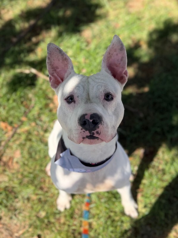 View Jericho the Dog Photo #15