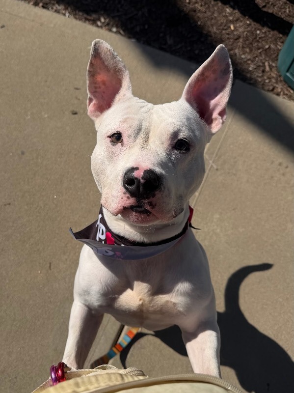 View Jericho the Dog Photo #17