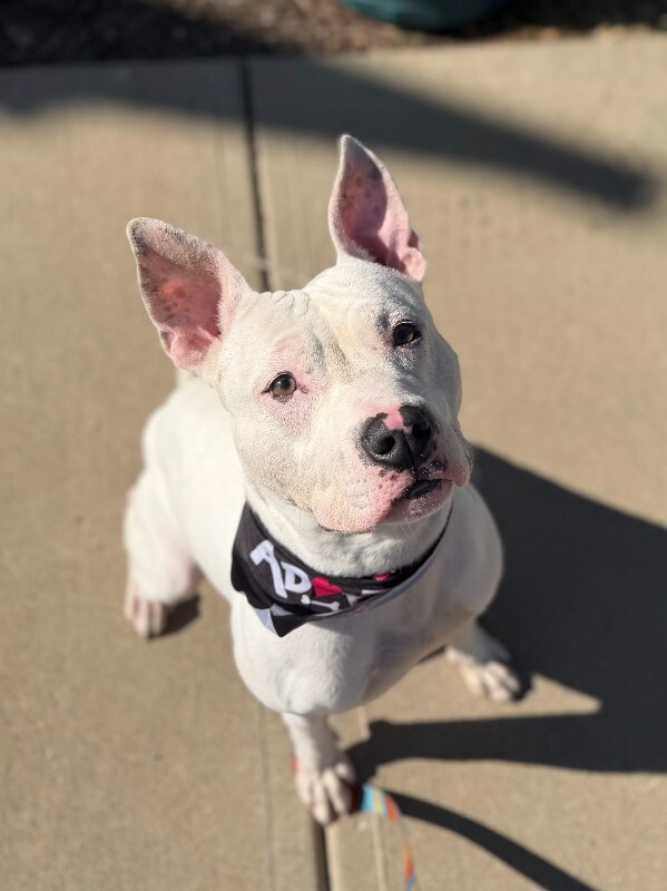 View Jericho the Dog Photo #11