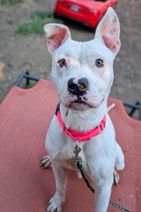 View Jericho the Dog Photo #5