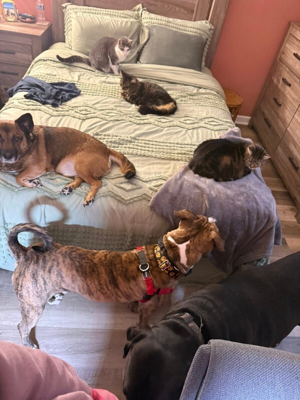 View Luca the Dog Photo #7